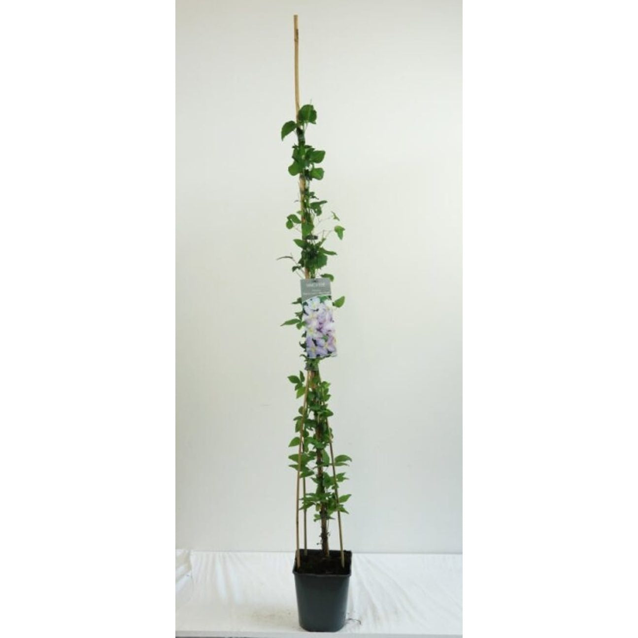 Klematis – Clematis 'Blue Angel' - C5 125-175 CM Stick